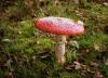 Fly Agaric